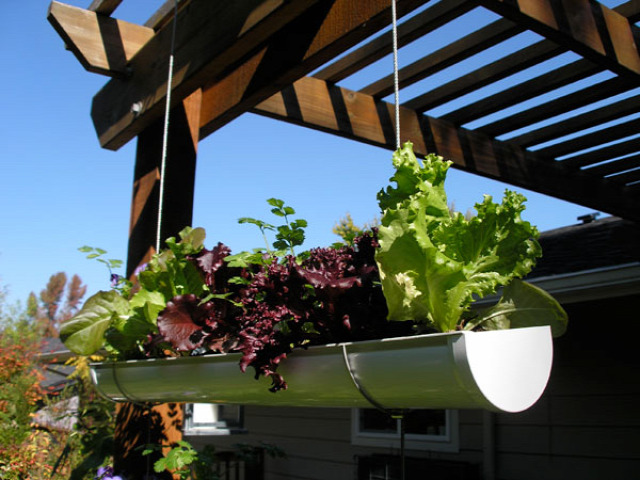 újrahasznosítás ültetés esőcsatornába eper termesztés erkélyen fűszernövények termesztése erkélyen eper