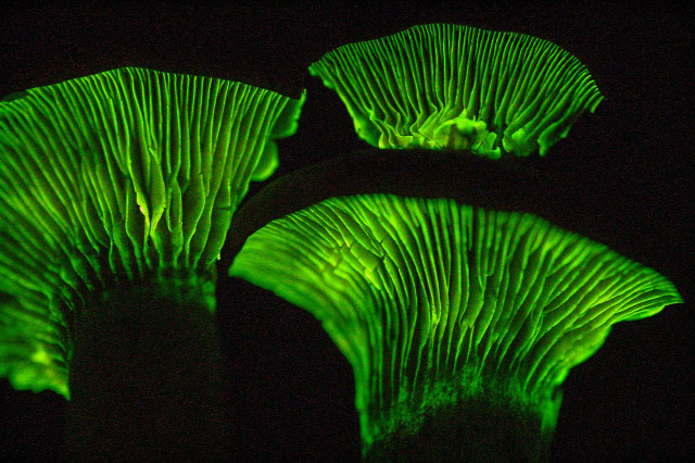 biolumineszcencia szentjánosbogár világító tölcsérgomba nyári napforduló Szent Iván éj