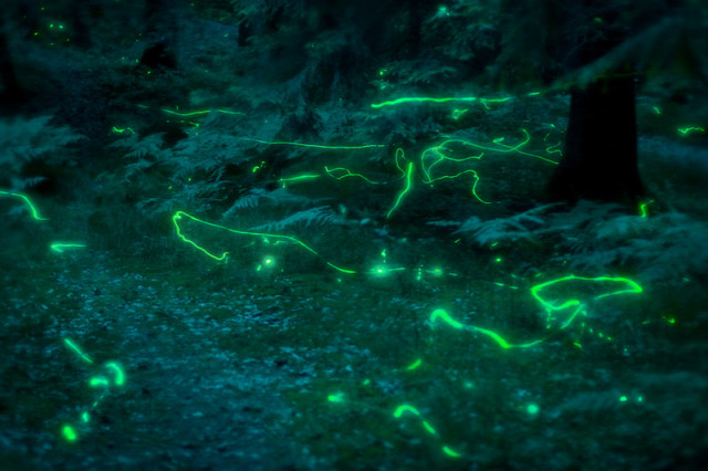 biolumineszcencia szentjánosbogár világító tölcsérgomba nyári napforduló Szent Iván éj