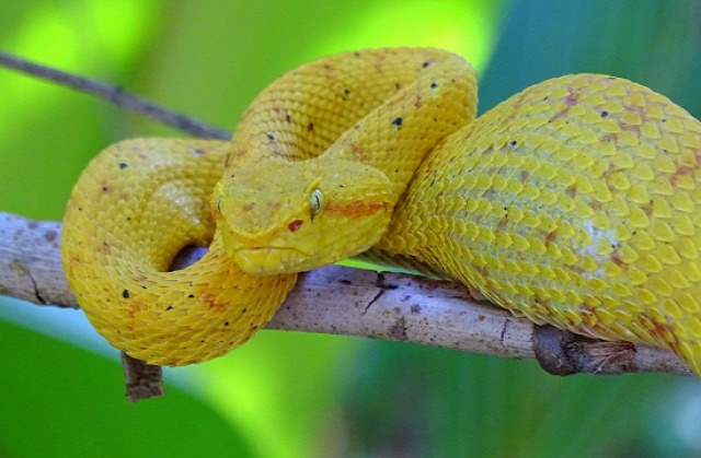 A sárga lándzsakígyókat valószínűleg a helyi vezetők rakják ki