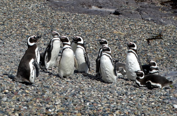 Magellán-pingvinek fogadnak minket a parton