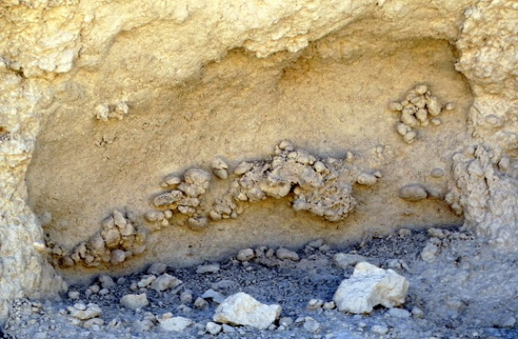 Negyven millió éves darázsfészek