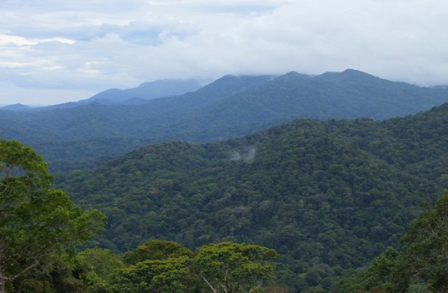 A Guna Yala szárazföldi területén érintetlen az esőerdő