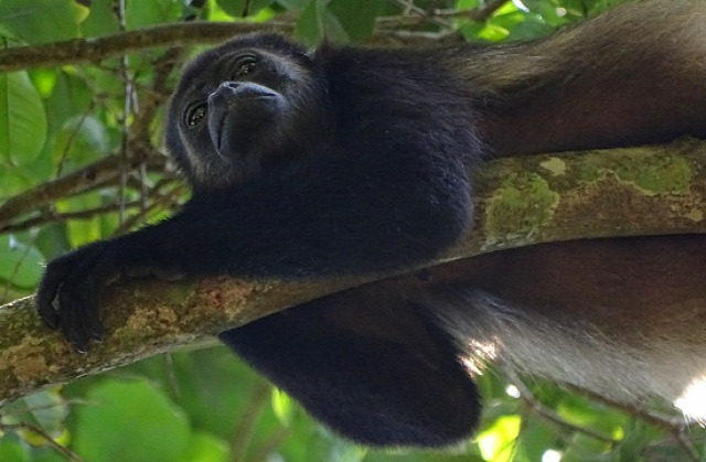Costa Rica Manuel Antonio Nemzeti Park
