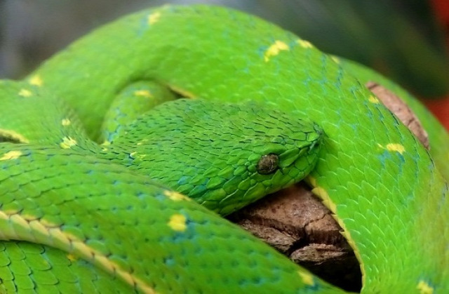 Egyike a Monteverdében élő mérges kígyóknak