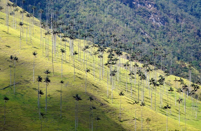 Kolumbia Salento Cocora-völgy