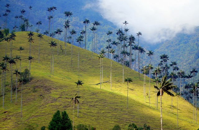 Kolumbia Salento Cocora-völgy