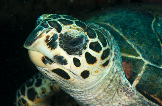Bali teknős