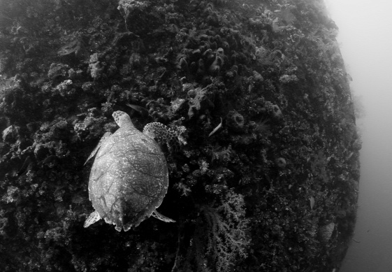 Bali teknős