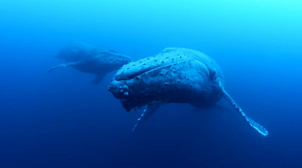bálna