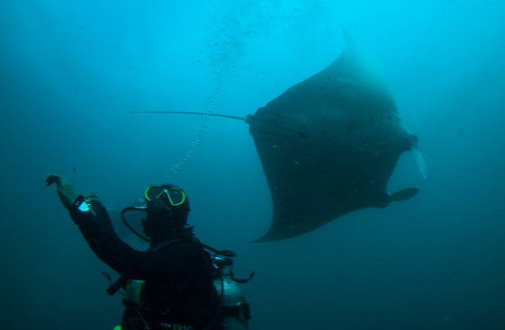 manta Bali