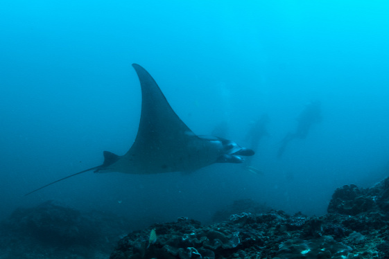 manta Bali