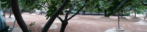 park kert közpark Erzsébetváros Nagydiófa utca