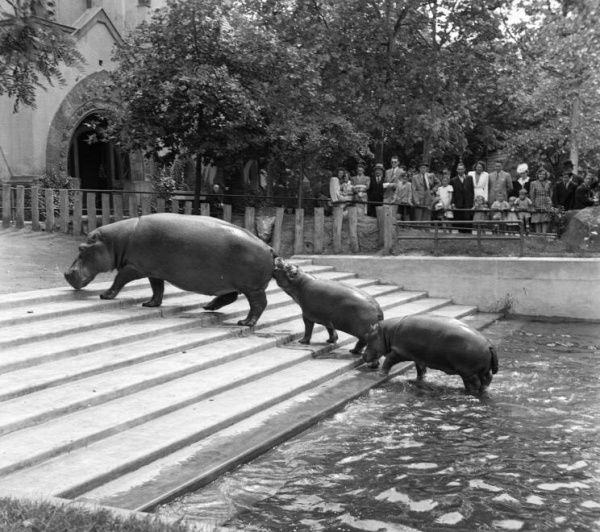 Budapest Állatkert 150 éves születésnap Fővárosi Állatkert