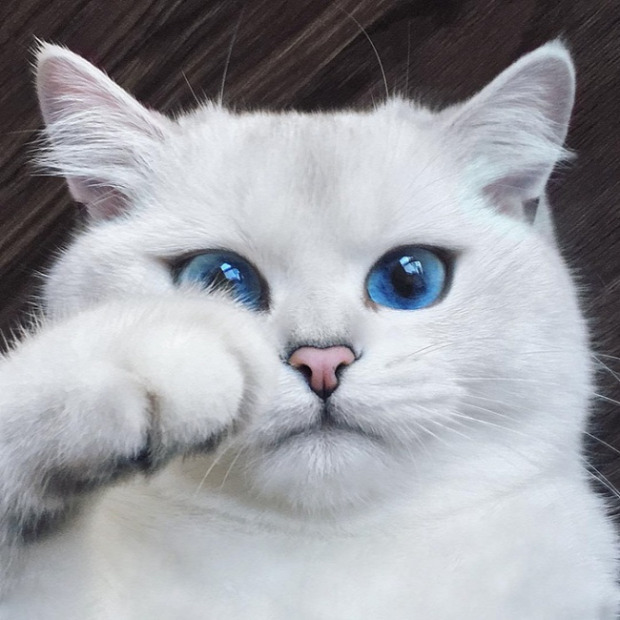 Coby kék szem hipnotikus fehér