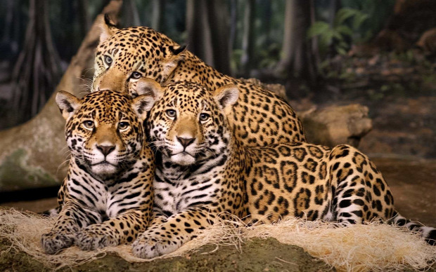 India jaguár