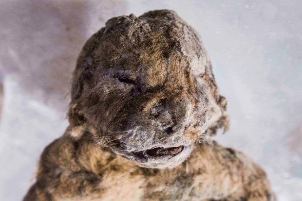 barlangi oroszlán fagyott Szibéria kölyök