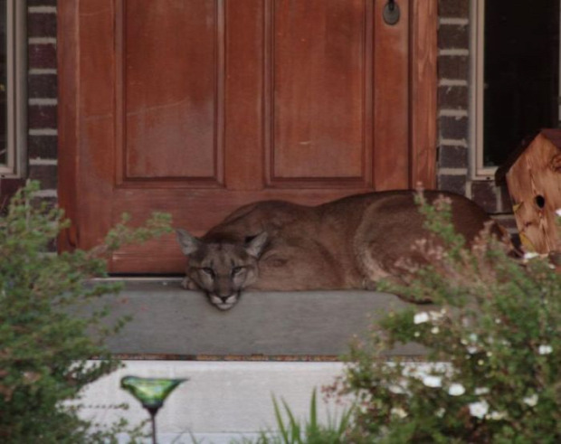 Utah ház ajtó puma alszik