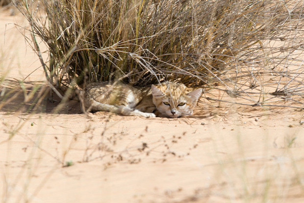homoki macska szahara sivatag kölyök