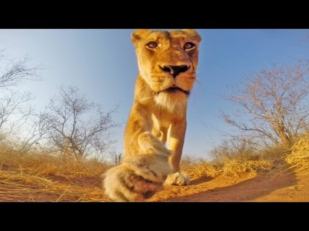 oroszlán kamera