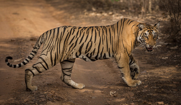 Tigris vadászat hajtás gyilkos emberevő