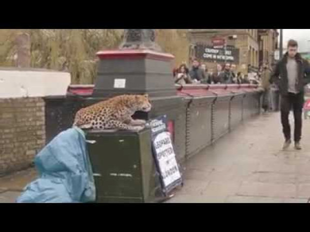 Leopárd szökés reklám