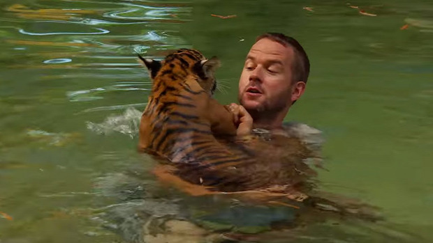 tigris kölyök úszás első