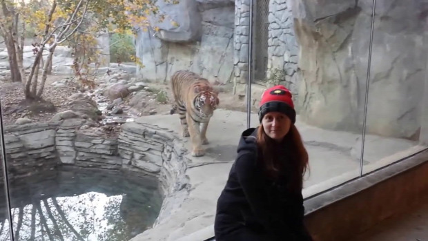 tigris szibériai vadászik állatkert üveglap