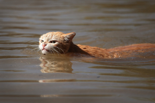 Texas  hurrikán macska mentés