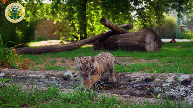 Debrecen Állatkert szibériai tigris kölyök