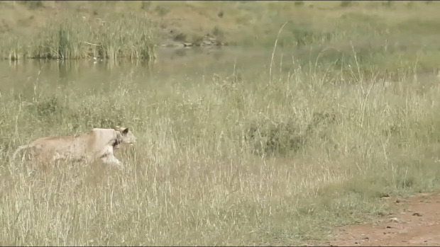 oroszlán gazella vadászat lopakodás