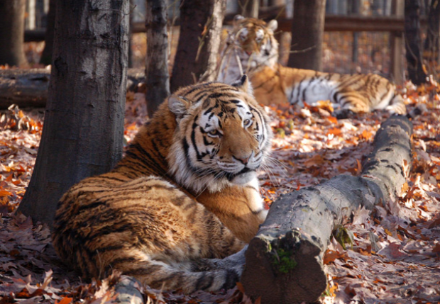 szibériai tigris amuri leopárd szarvas tenyésztés élelem