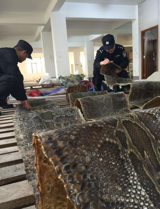 Isten állatkertje csempész Kína kígyó bőr piton