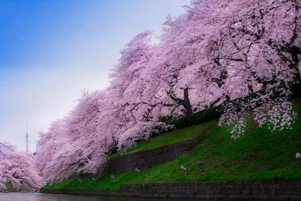 A világ érdekes Japán cseresznye virágzás