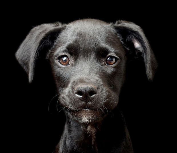 A világ érdekes verseny fotó fotós kutya