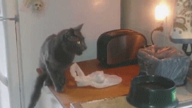 macska kenyérsütő fail félelem ugrás videó