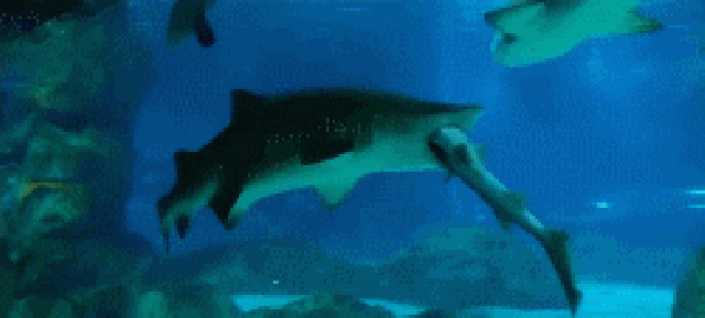 cápa akvárium kannibalizmus fail videó