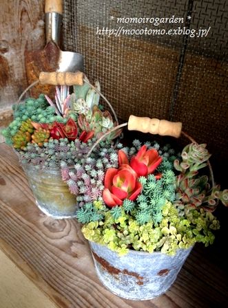 container gardening - buckets of succulents