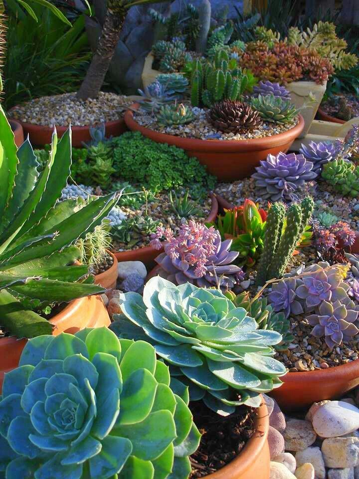 Great container garden plants? Succulents!