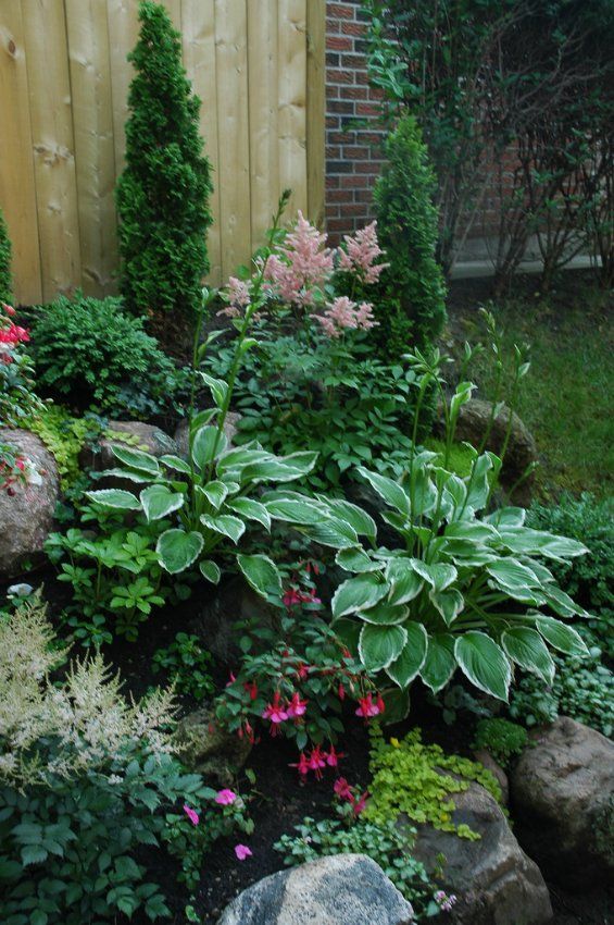Shade Garden Plants ~ Astilbes, Hostas, Fuchsias & Creeping Jenny