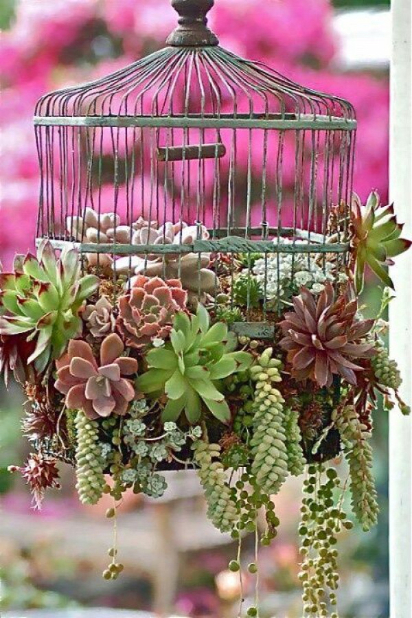 Using Bird Cages For Decor: 46 Beautiful Ideas | DigsDigs One more 'inspiration' - LOVE succulents in every garden!!