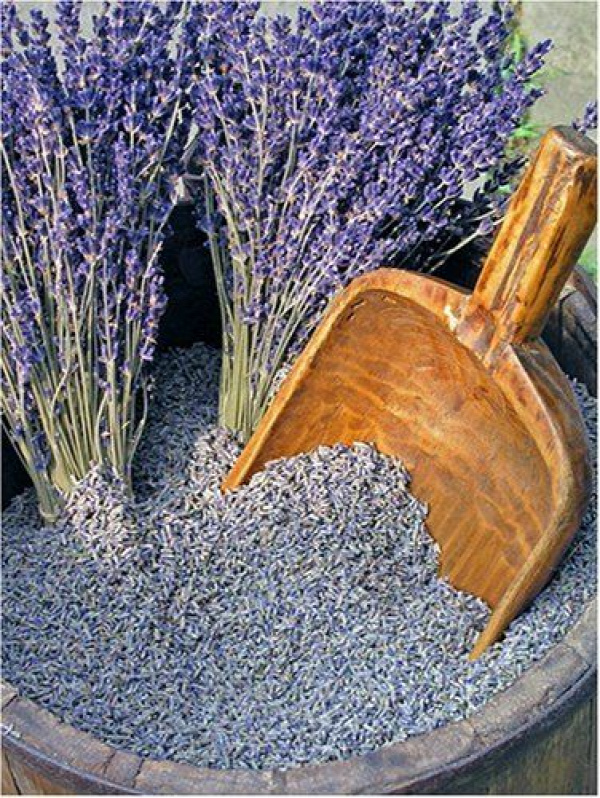 How to dry lavender at home