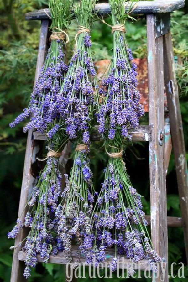 How to harvest and dry English Lavender plus project tutorials and recipes on how to use it.