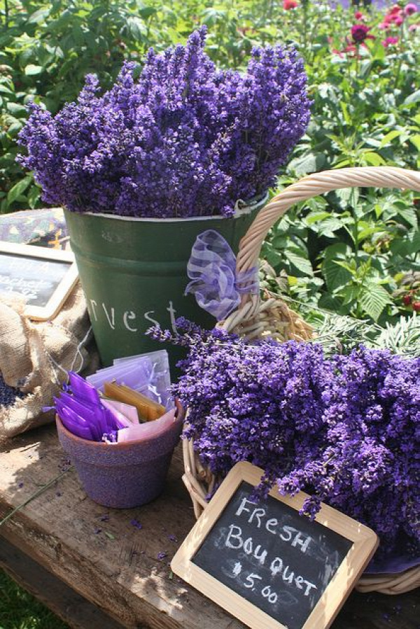 Fresh Cut Sequim Lavender by sequimlavenderfestival, via Flickru.        Wonderful festival!