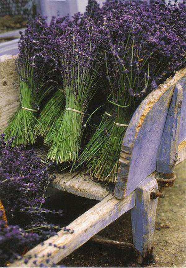 Lavender freshly picked and tied from the lavender fields of Provence.
