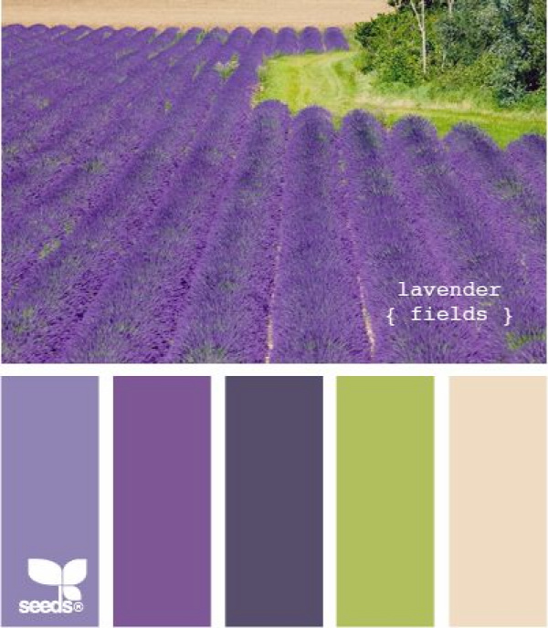 Color Palette: lavender fields.  I can almost smell it!  How wonderful it would be to stand there.
