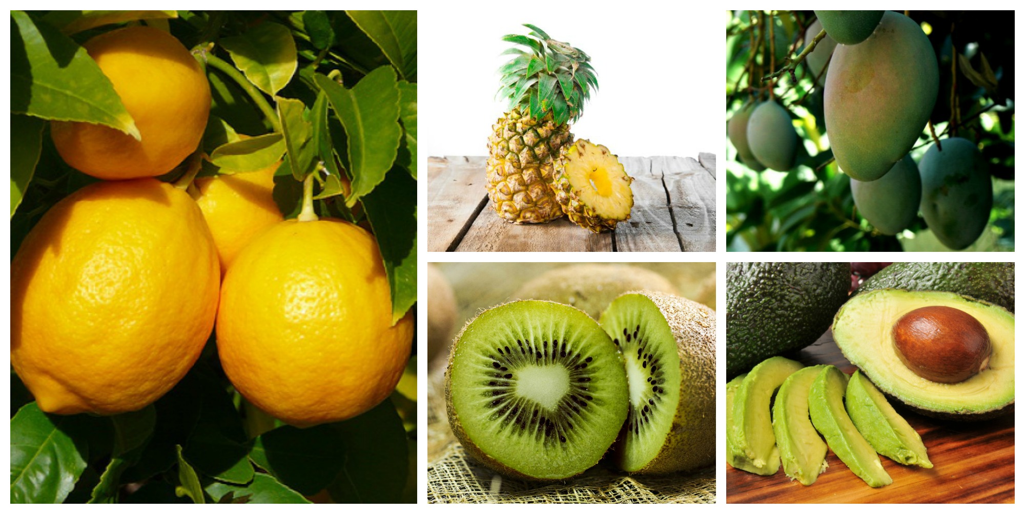 Neveljünk egzotikus gyümölcsöket otthon!