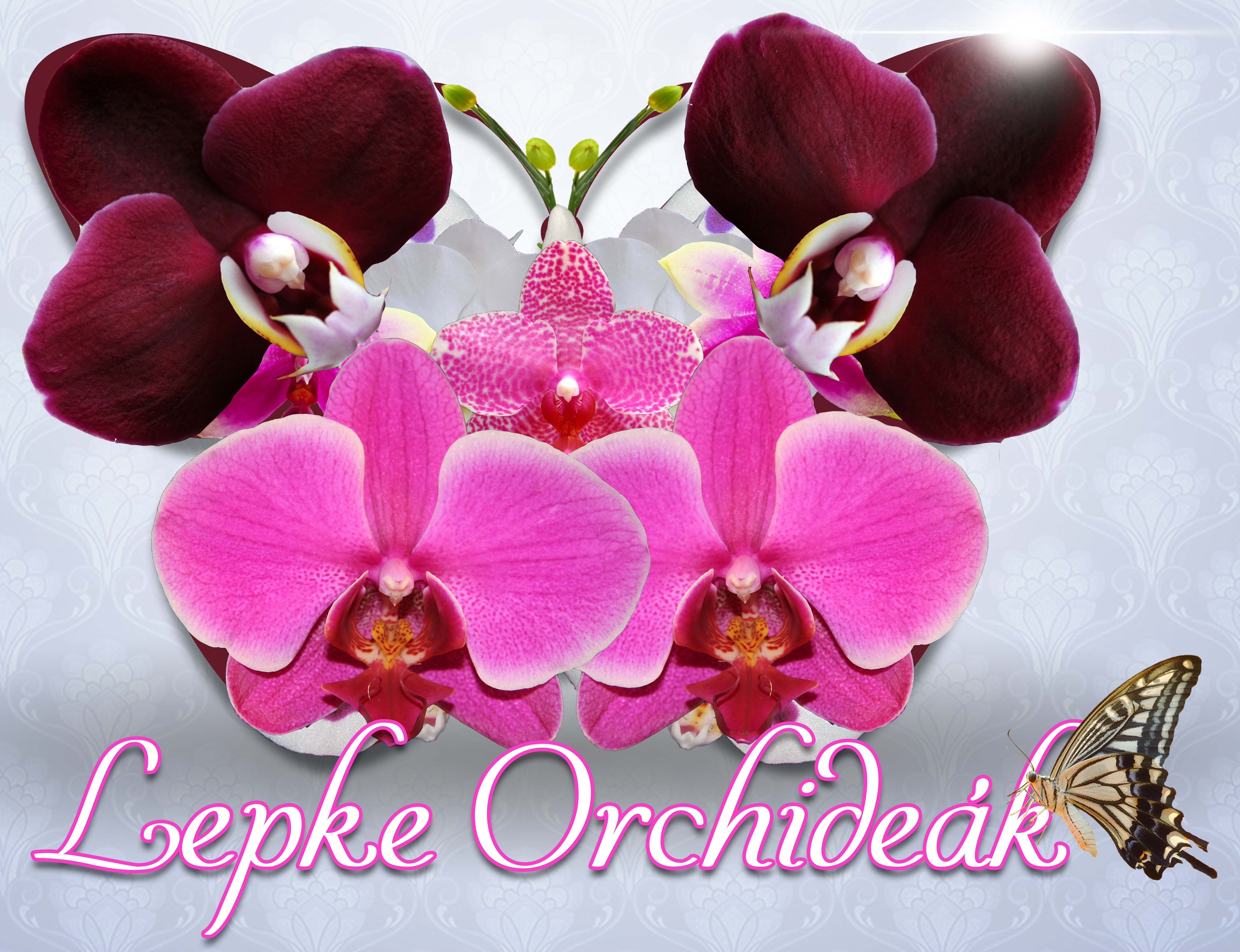Orchidea kiállítás eredményhirdetés