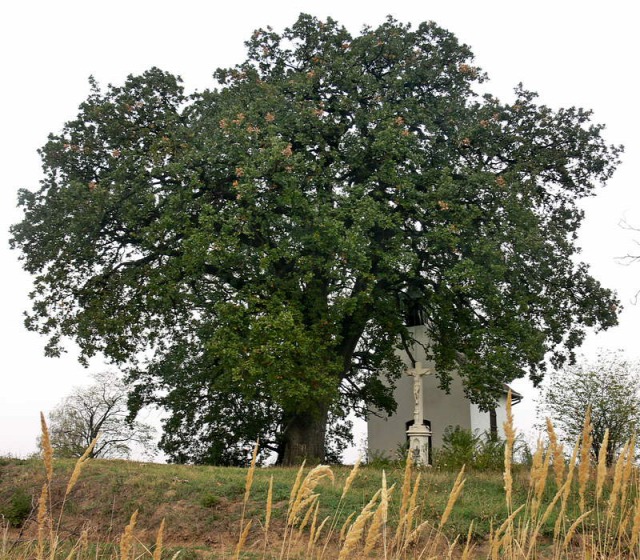 Európai év fája Bátaszék molyhos tölgy tree of the year