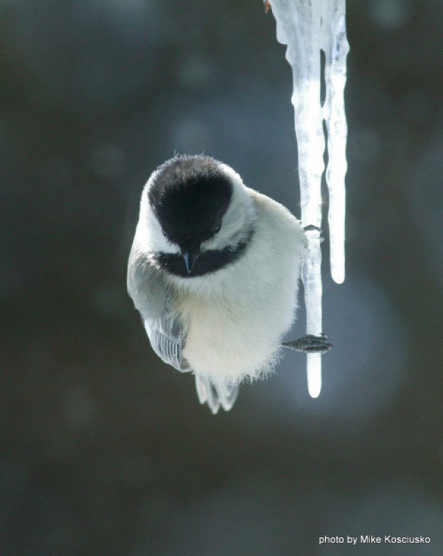 február tél időjárás pacsirta tavasz balázsolás